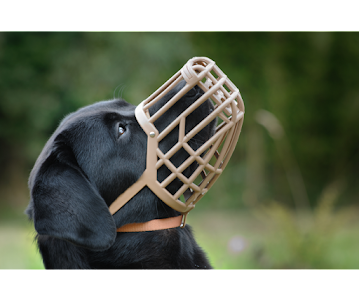 black labrador dog wearing a beige basket style muzzle