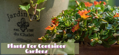 Plants For Container Gardens