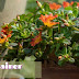 Plants For Container Gardens