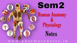 Human Anatomy and Physiology II | Download best B pharmacy Sem 2 free notes | download pharmacy notes pdf semester wise
