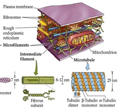Gambar   Mikrotubulus dan Mikrofilamen
