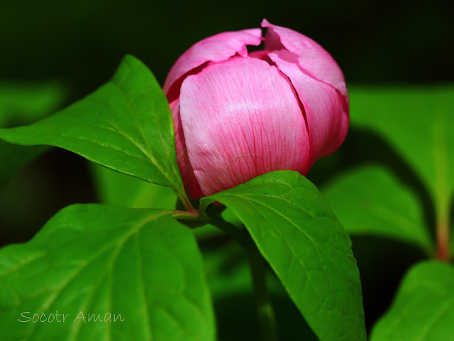 Paeonia obovata