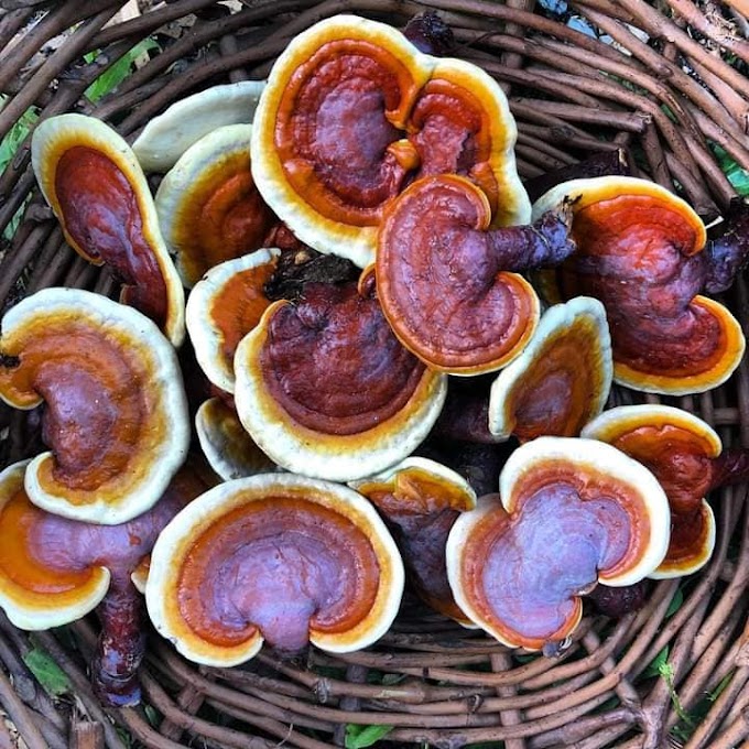 Ganoderma Mushroom Supplier in Bahamas | Ganoderma Mushroom Company in Bahamas | Biobritte mushroom center