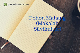 Pohon Mahang (Makalah Silvikultur)