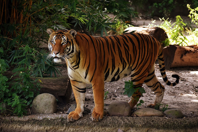 malaysian tiger