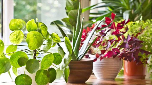 Top 10 Air Purification Plants