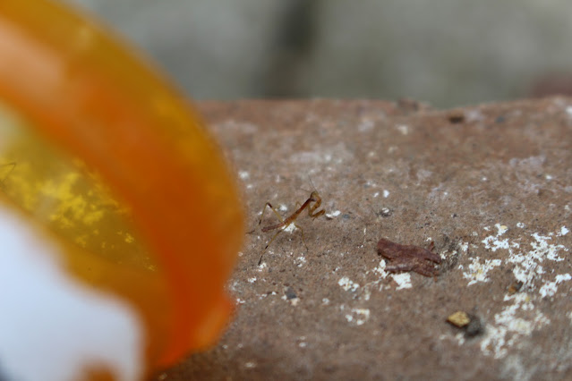 A second mantis is gathering its wits near the pill bottle