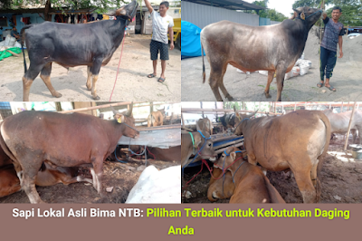 Berita - Sapi Lokal Asli Bima NTB: Pilihan Terbaik untuk Kebutuhan Daging Anda