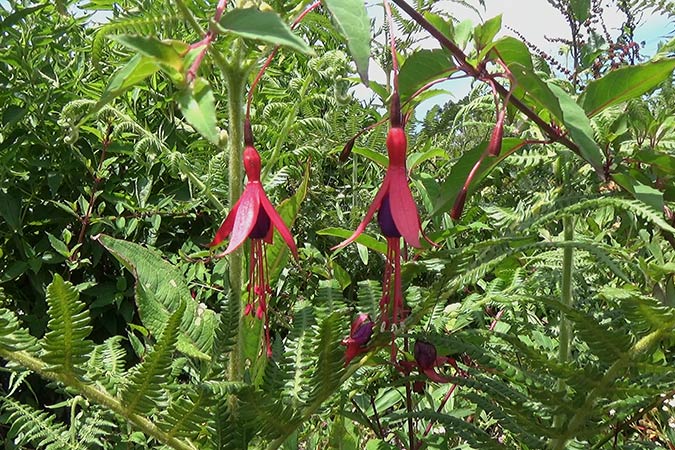 Dlium Hardy fuchsia (Fuchsia magellanica)