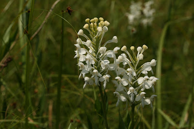 Platanthera blephariglottis - White fringed orchid care