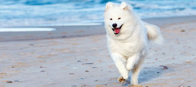 Samoyed dogs at a price of 4 to 11 thousand dollars