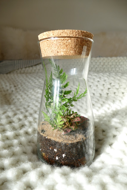 ConcreteLabCo review, DIY terrarium kit uk