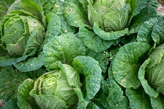 Cabbage; Natural Blood Detoxifier