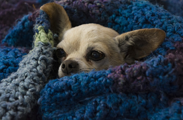 Chihuahua Dogs for Sale in Arizona
