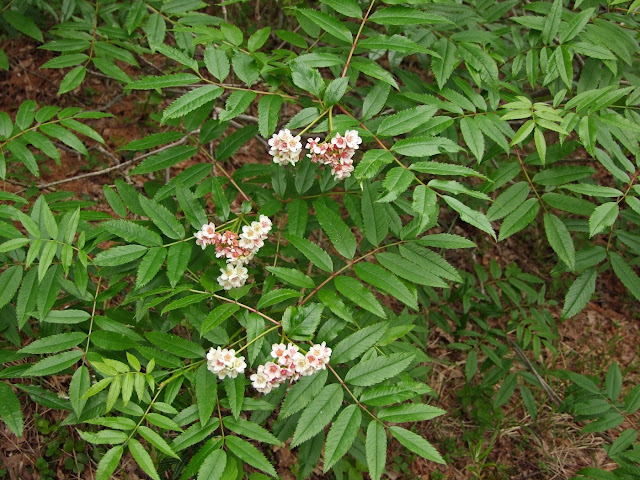 Рябина бузинолистная (Sorbus sambucifolia)