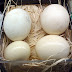 Pollitos sanos de avestruz y codorniz y huevos fértiles para incubar