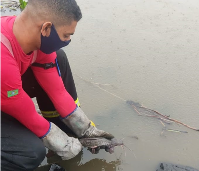 Peixes vão parar em pista de aeroporto no sul da Bahia após volume de rio subir por causa da chuva