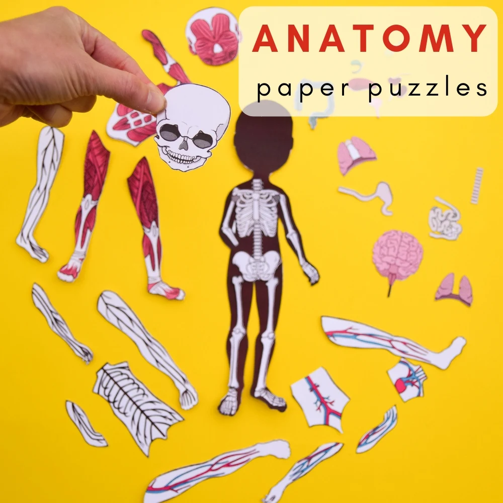 Anatomy paper puzzles