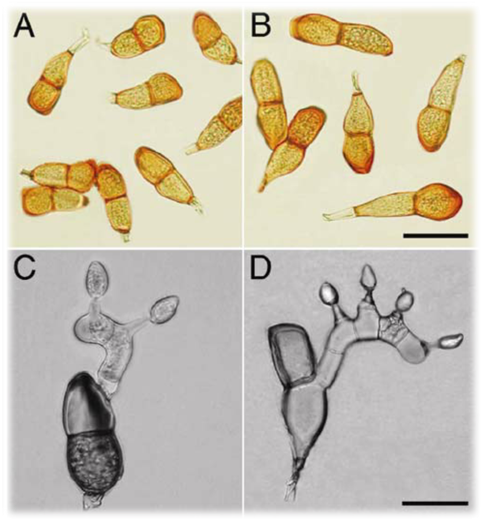Basidiospore