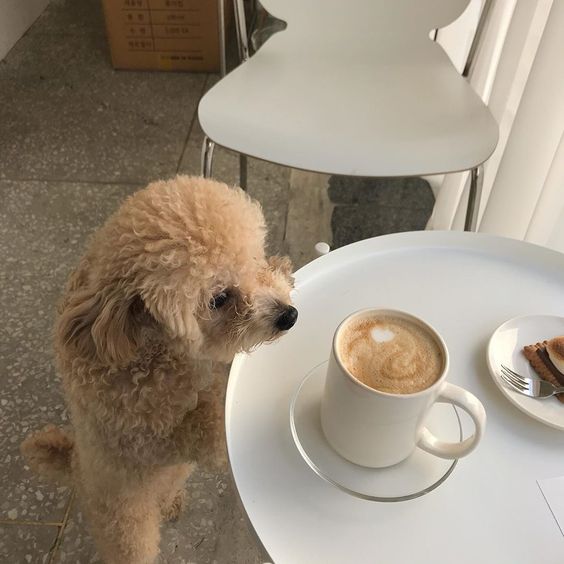this week's top 10 fran acciardo dog drinking coffee latte