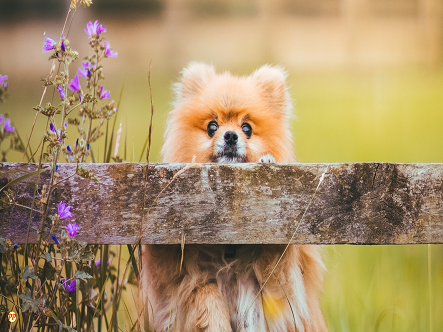 Update Harga Anjing Pomeranian (Mini Pom/Tea Cup) Anakan dan Dewasa