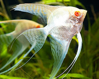 Albino manfish