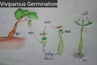 Viviparous Germination-बीज अंकुरण क्या है? अर्थ, परिभाषा, अंकुरण के प्रकार व बीजांकुरण को प्रभावित करने वाले कारक । Germination of Seed - Meaning Definition, Type and Factors affecting of Seed Germination In Hindi