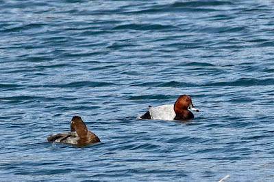 Common Pochard