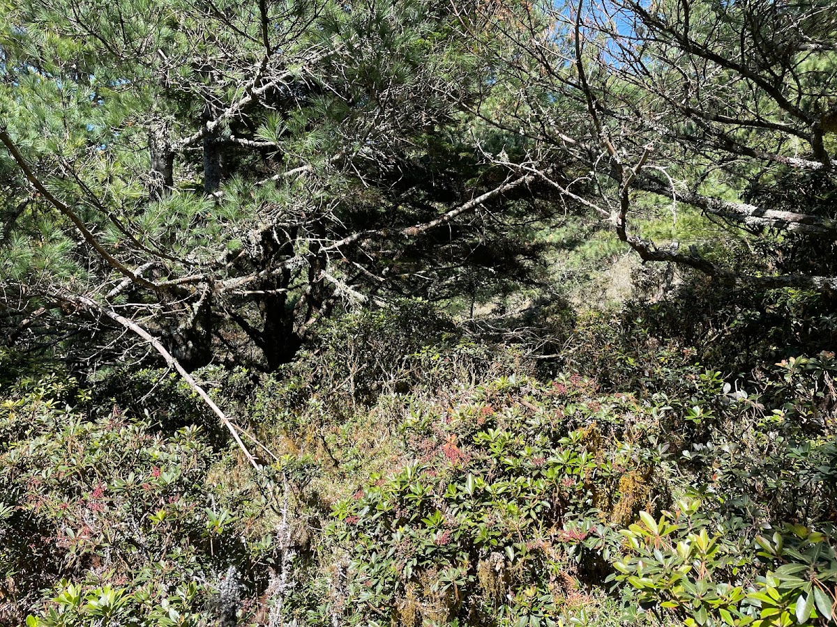 卑南東稜佐美姬山拓荒之旅為非傳統路線上百岳經典路段