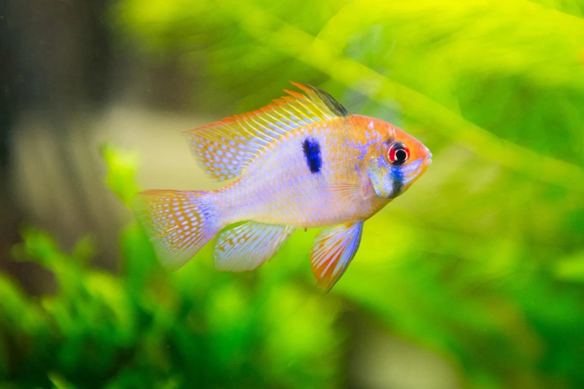 Ikan Hias Electric Blue Ramirezi (Mikrogeophagus ramirezi) - Ikanhiasku.net