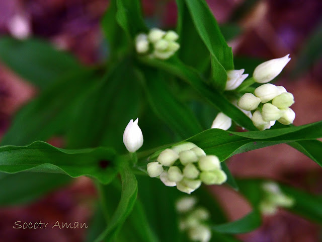 Cephalanthera longifolia