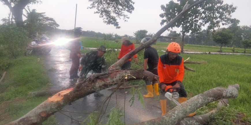 Babinsa Ceper Bersama Warga Evakuasi Pohon Tumbang Di Jalan Lintas Mlese