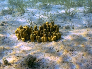 Among the slowest moving animal in the world is Sea Sponge.