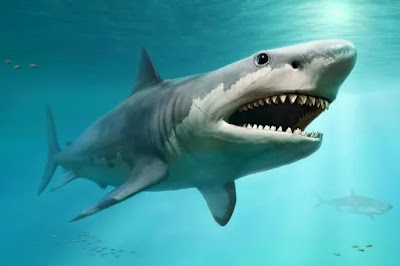 The Megalodon's bigger size was to help it to retain heat in colder temperatures
