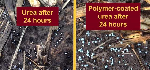 urea vs polymer-coated urea Minnesota nitrogen fertilizer corn