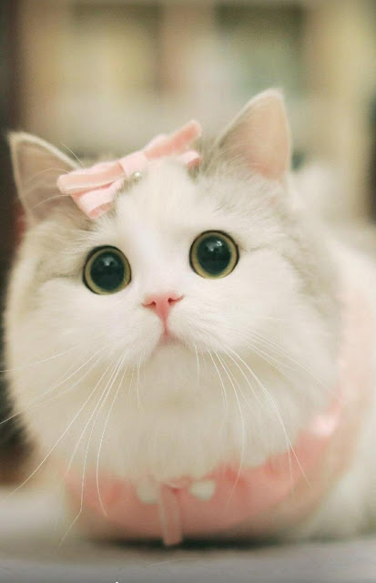 Cutest Kitten Breeds In World 2022