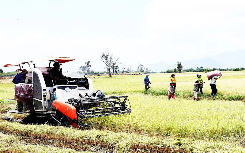 Ðồng bào dân tộc Raglai (xã Phước Tiến, huyện Bác Ái, tỉnh Ninh Thuận) thu hoạch lúa bằng máy.