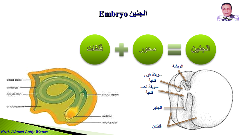 مورفولوجيا البذور