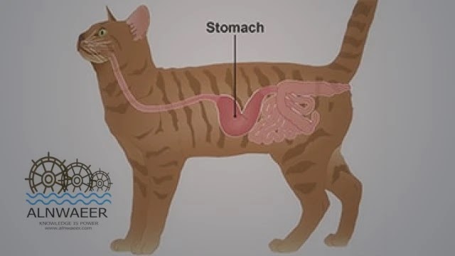  التهاب المعدة في القطط - الأعراض والأسباب والعلاج 