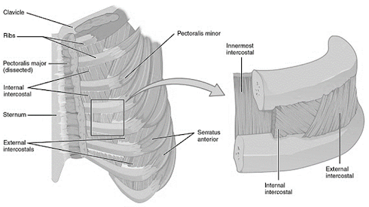 Intercostal muscles