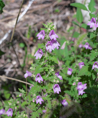 Вшивосемянник китайский / Вшивосемянник японский (Phtheirospermum chinense, =Phtheirospermum japonicum)