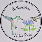 Bird and Bee Native Plants nursery - Jericho, VT