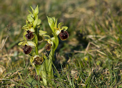 Ophrys sphegodes - Early Spider Orchid care