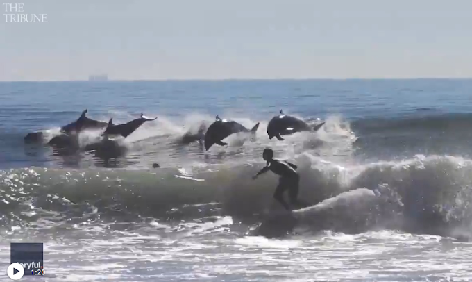 l delfini che cavalcano le onde insieme ai surfisti