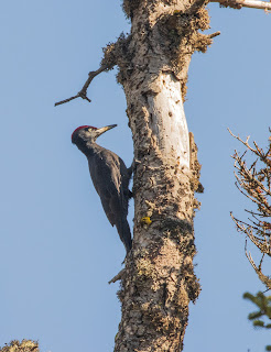 Black Woodpecker at Mt Parnassos, Greece