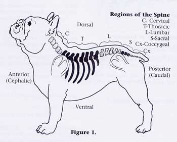 Intervertebral Disc Disease in French Bulldogs