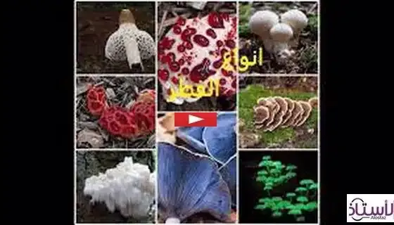 Learn-about-the-types-of-mushrooms