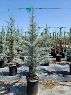 Arizona Cypress Blue Ice