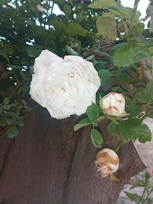 A beautiful Rose plant inside the Palace of Shirvanshahs  complex  in  Icheri Sheher