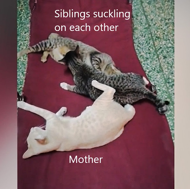 Adult siblings suckling each other